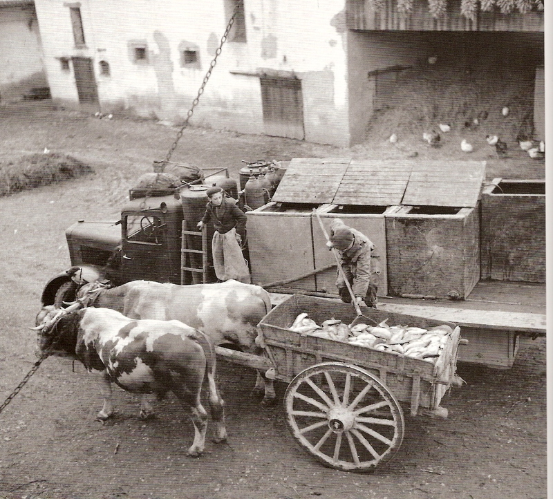 Berliet gazo a.jpg